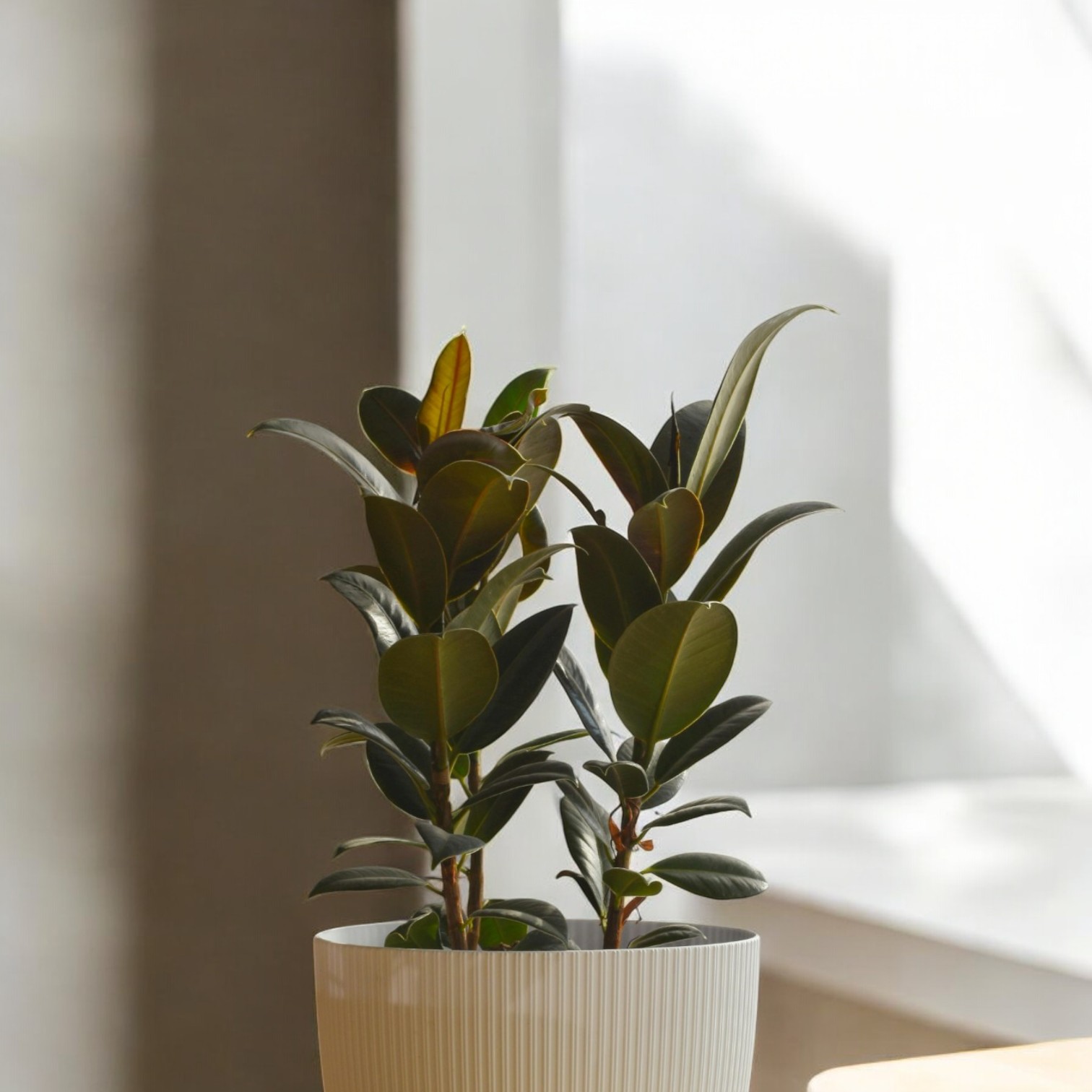 Rubber Fig Plant (Ficus elastica)